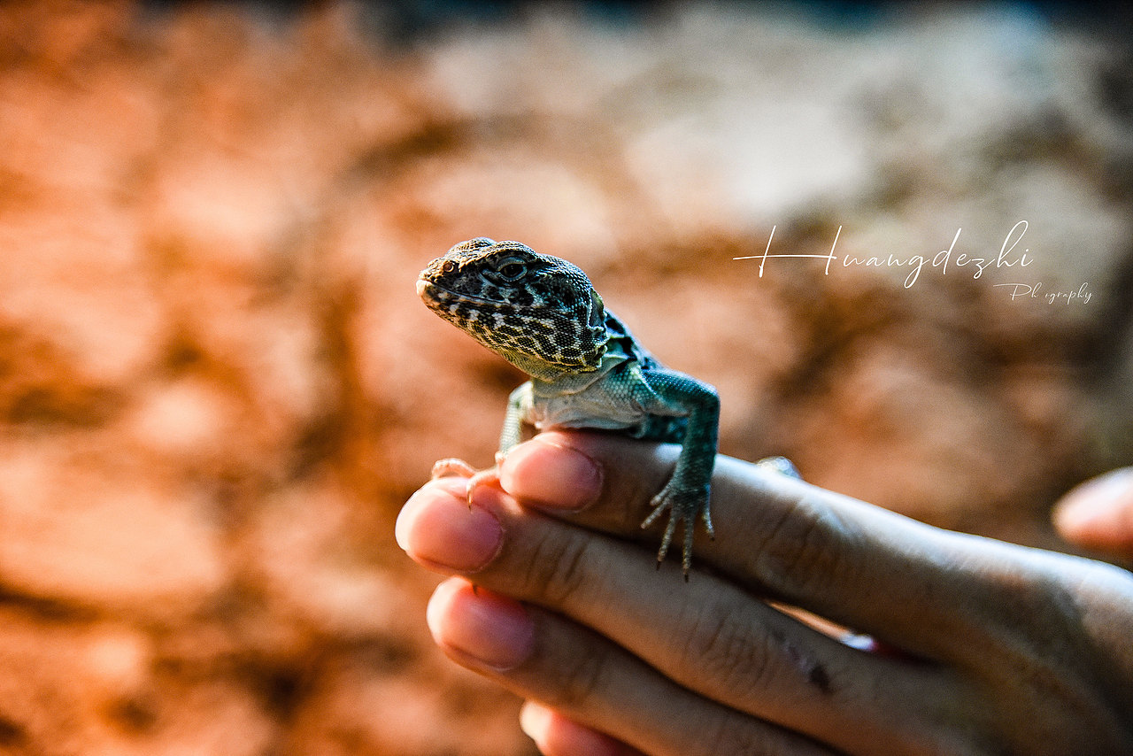 可爱的小蜥蜴