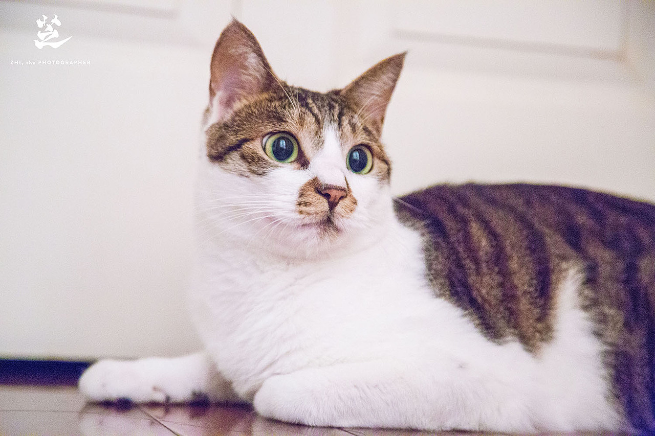 清新喵像·胖喵呜