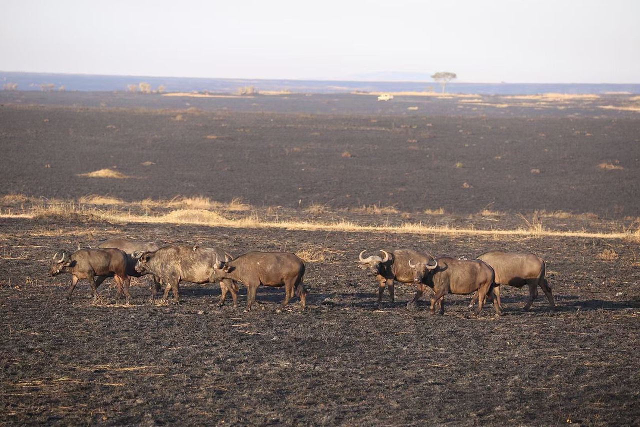 全球最有生命力的日出🌅