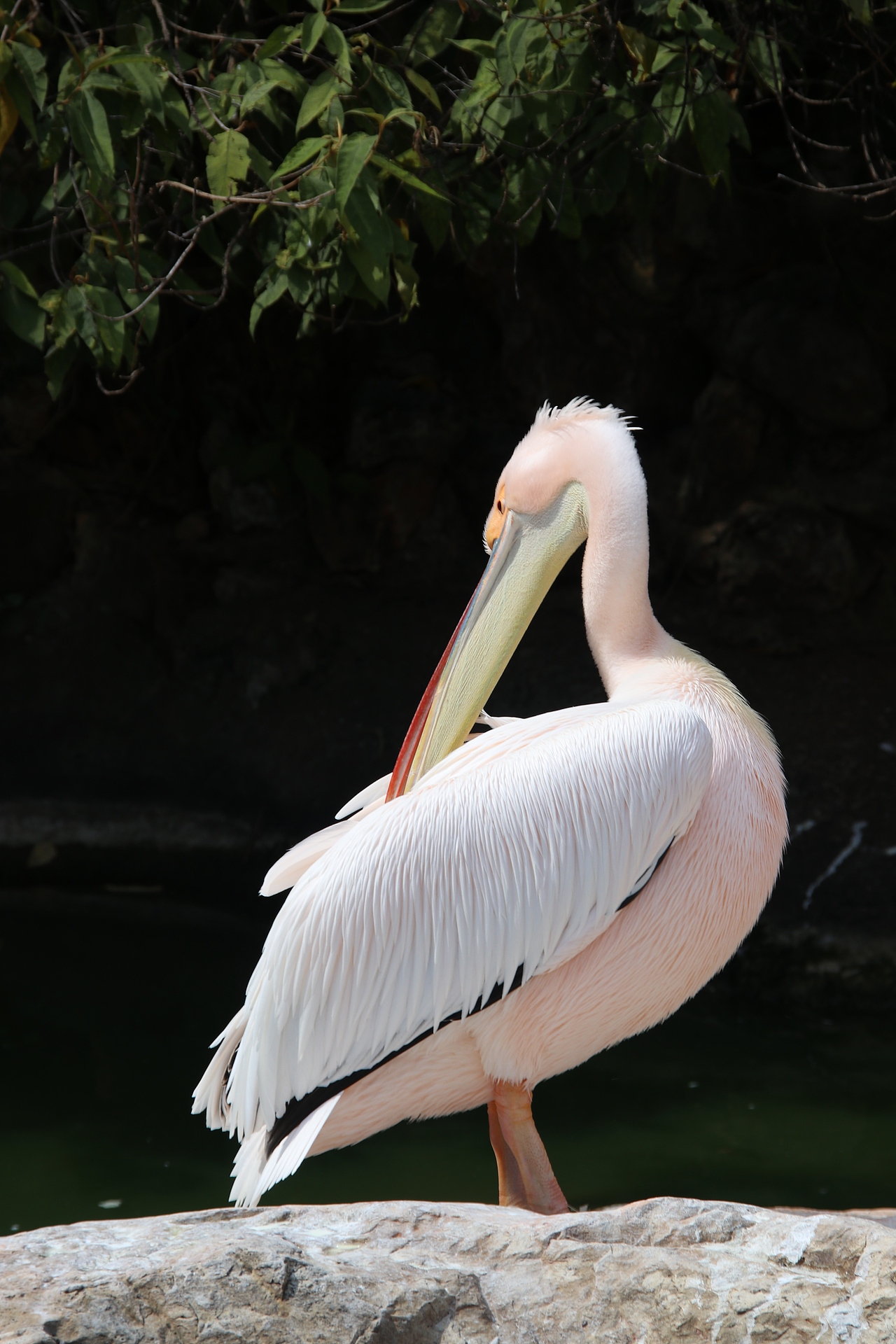 鵜鶘小甜豆，誰能說我不是粉紅色呢？（圖ZMzUyMjYzMjk2） - 寵物攝影 - 站酷設(shè)計(jì)師油炸月亮原創(chuàng)素材 - 站酷ZCOOL