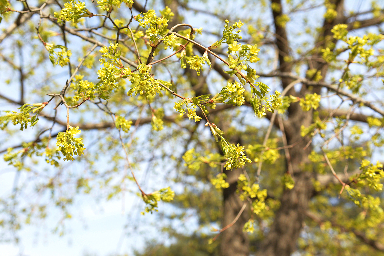 《清明节·我和植物园二》