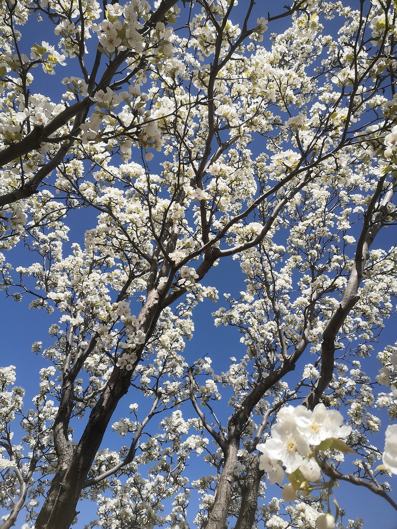 梨花开,春带雨。梨花落,后清明