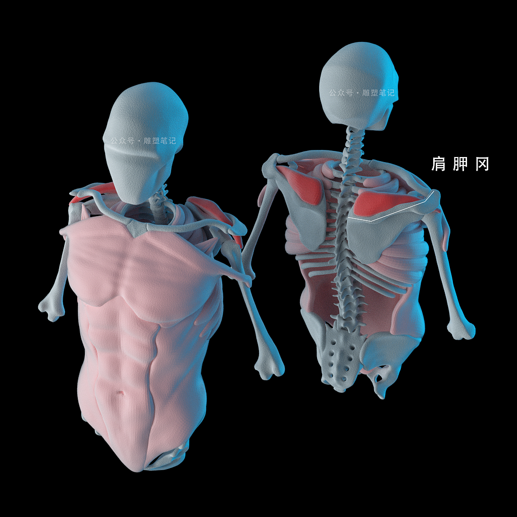 躯干肌肉（图ZMjc2NzY0NjI4） - 人物/生物 - 站酷设计师雕塑笔记原创素材 - 站酷ZCOOL