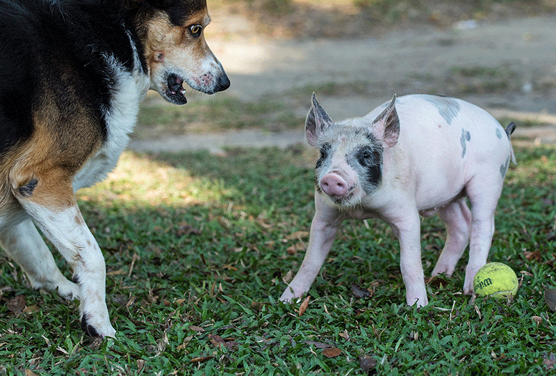猪和狗合体的图片图片