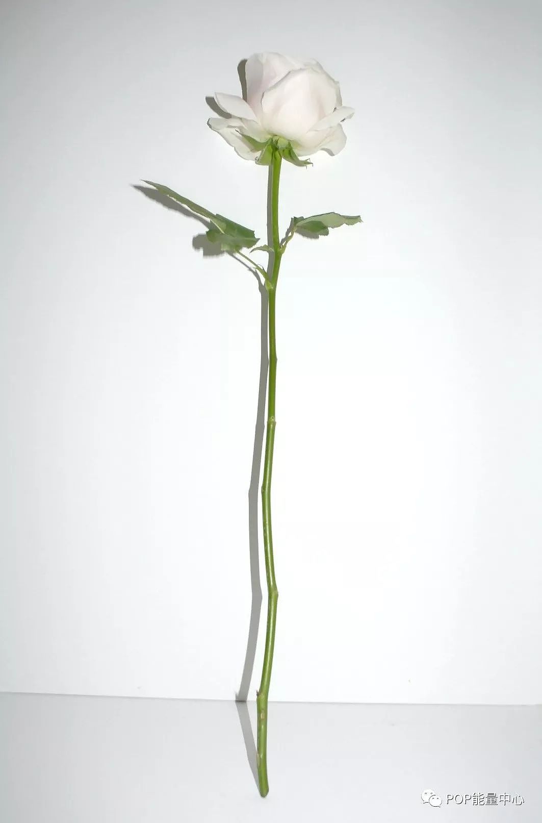 「WHITE BLOOD」拟人花 “花也有性格”花卉摄影（图ZMjAxNTE4ODI0） - 产品摄影 - 站酷设计师聚丙烯缓释胶囊原创素材 - 站酷ZCOOL