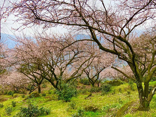 我还在过寒冬，四川有些地方的春色已经翘首以待了
