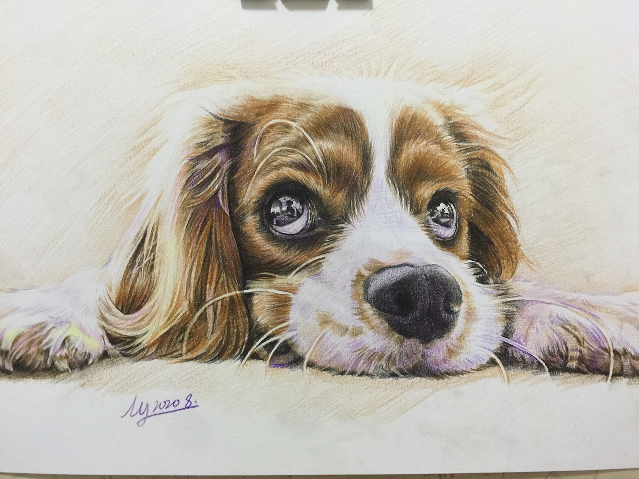 素描彩铅手绘狗狗