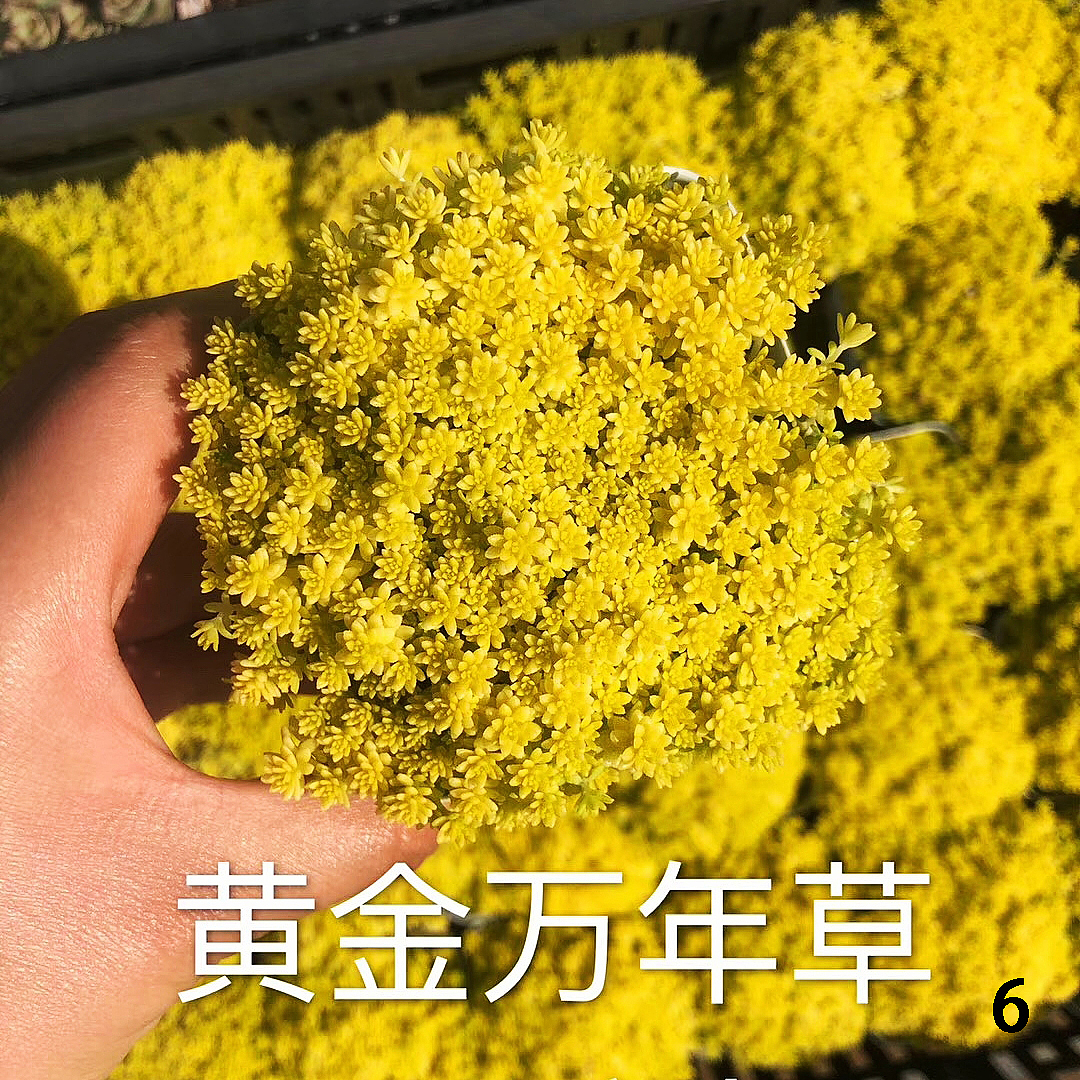 云南东南亚多肉绿植（图ZMTU1NDUxMjgw） - 产品摄影 - 站酷设计师绿植玩家原创素材 - 站酷ZCOOL