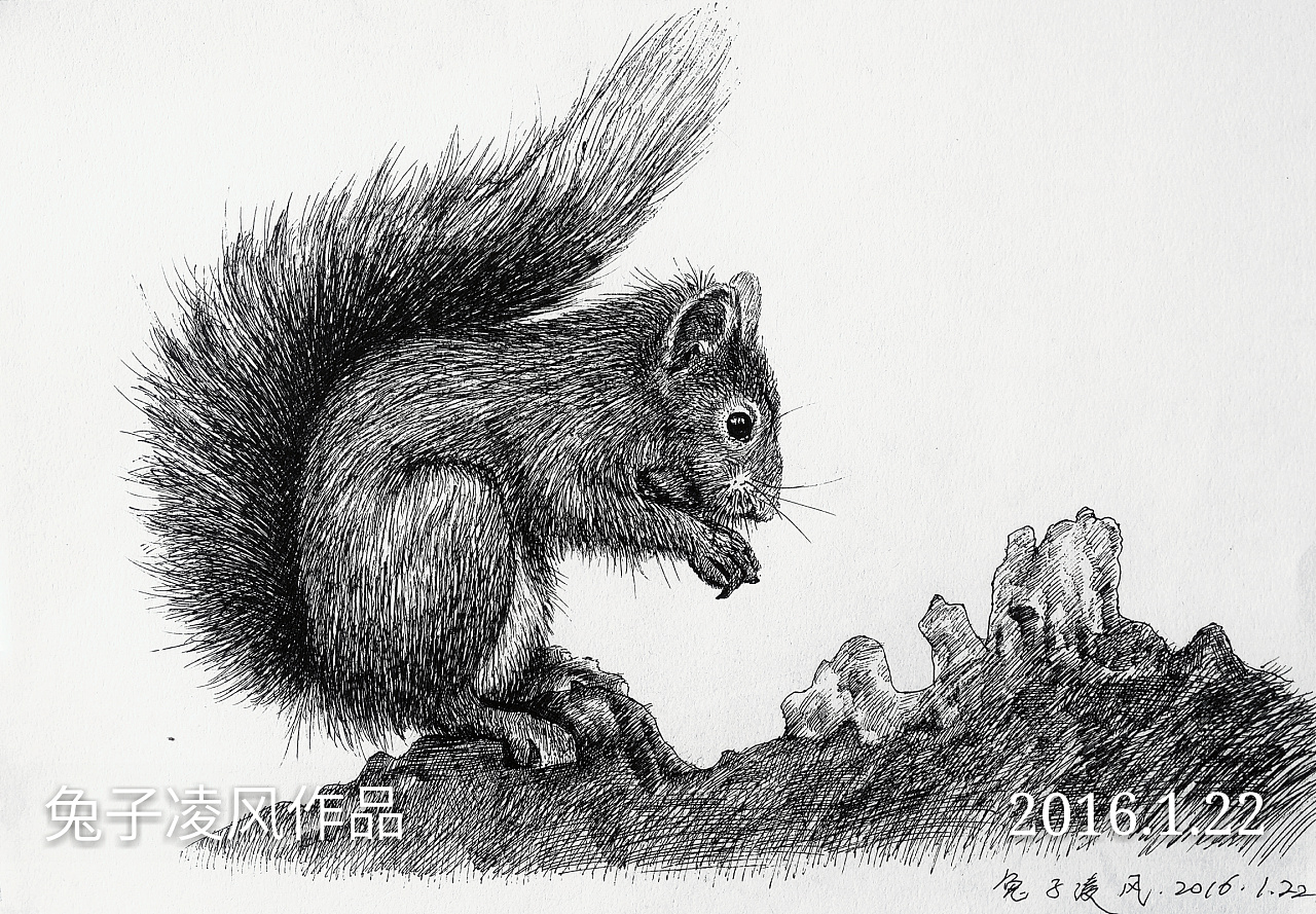 中性笔画松鼠
