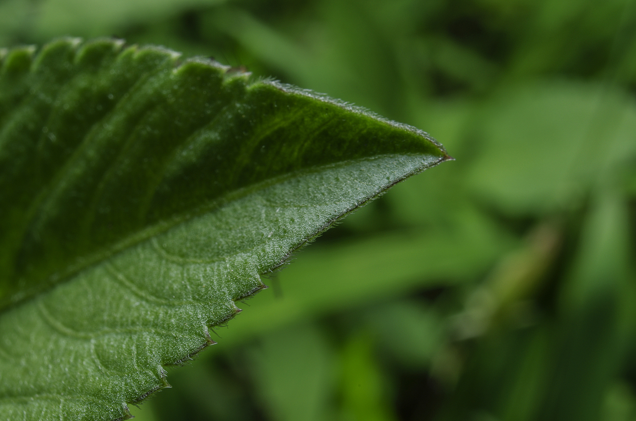 50镜头倒接拍的微距（图ZMTEzNDA1MTcy） - 宠物摄影 - 站酷设计师文武奎原创素材 - 站酷ZCOOL