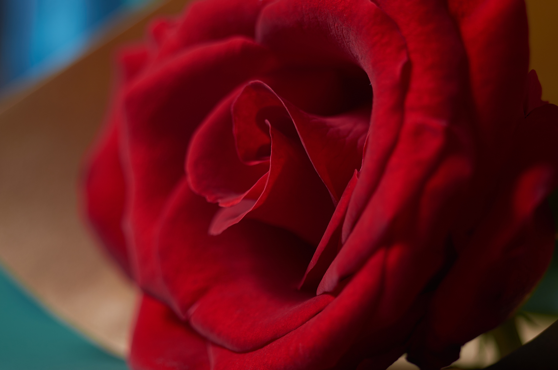 一朵玫瑰花 壁纸图片
