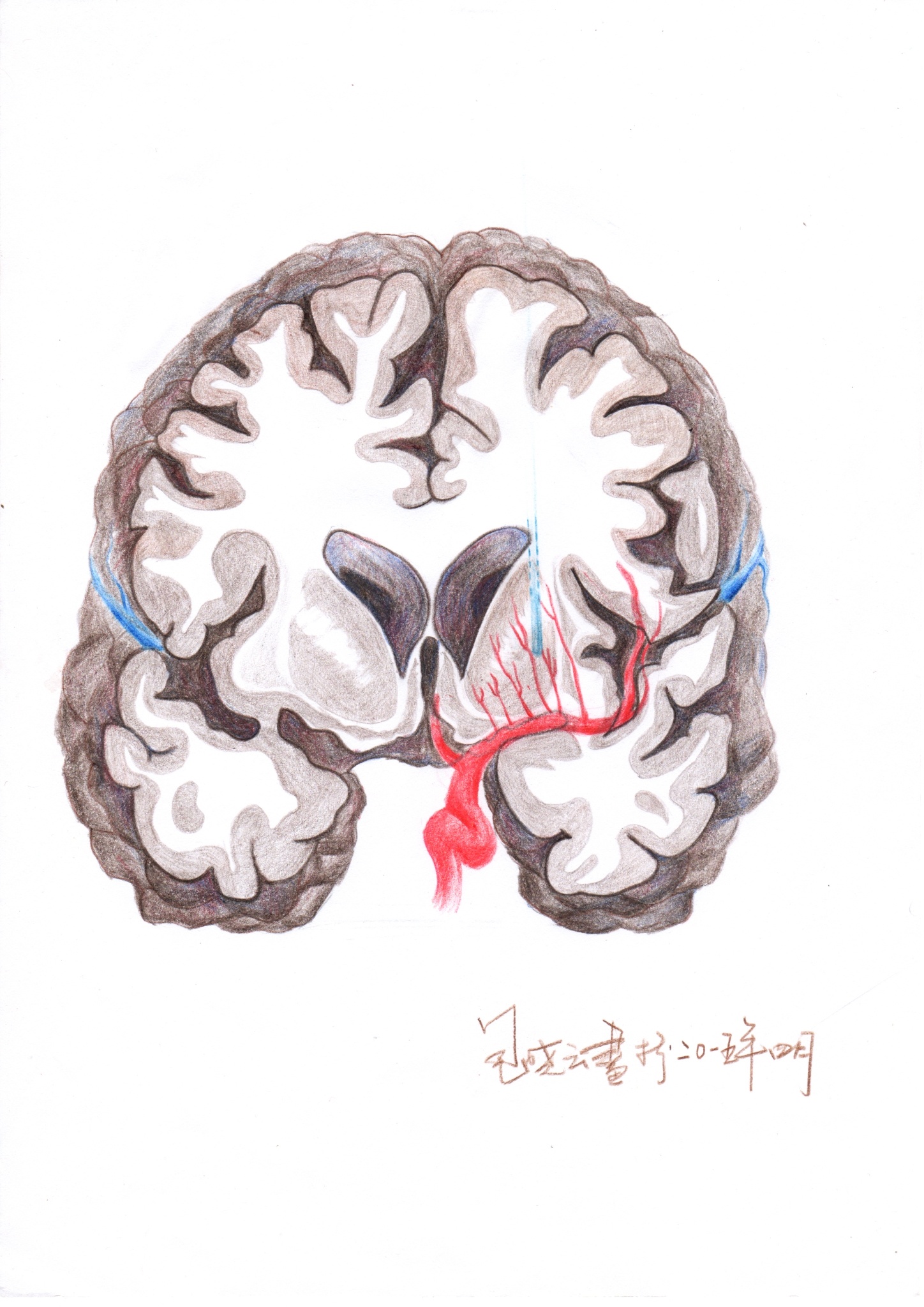 【神外解剖学】Brodmann大脑皮层分区美图 - 脑医汇 - 神外资讯 - 神介资讯
