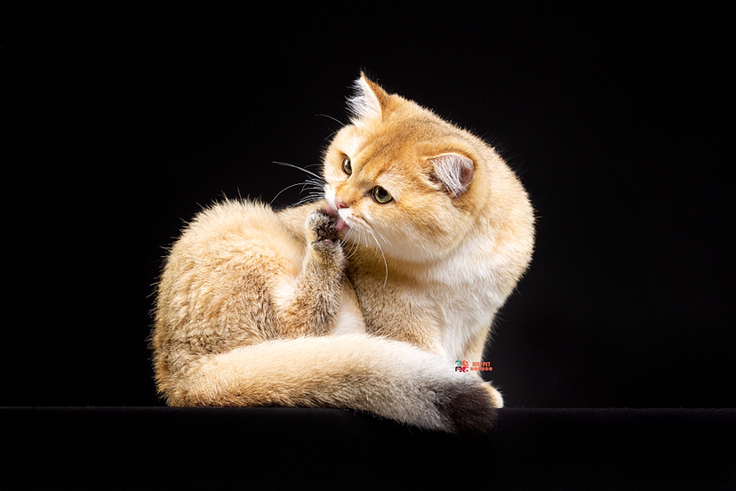 猫咪摄影|赛场上的猫咪