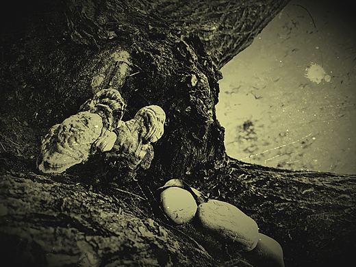 猴头（个人主页-ZNzAyMzM2MTY=） - 实验艺术 - 站酷设计师海鸟1412原创素材 - 站酷ZCOOL