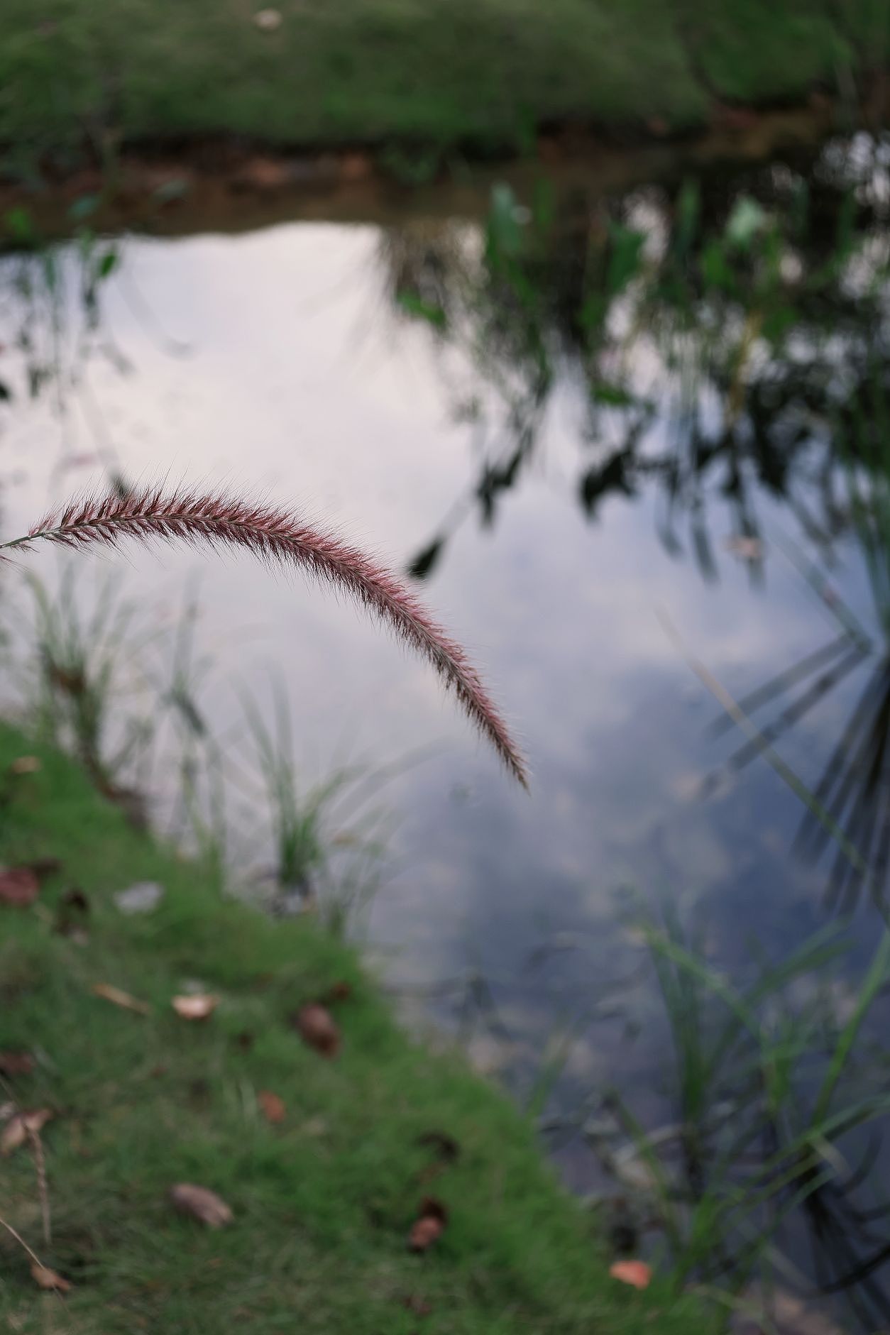 扫街摄影—三垟湿地+墨池公园+和合文化园（图ZMzU3MDM3MTMy） - 风光摄影 - 站酷设计师不知名的王某人原创素材 - 站酷ZCOOL