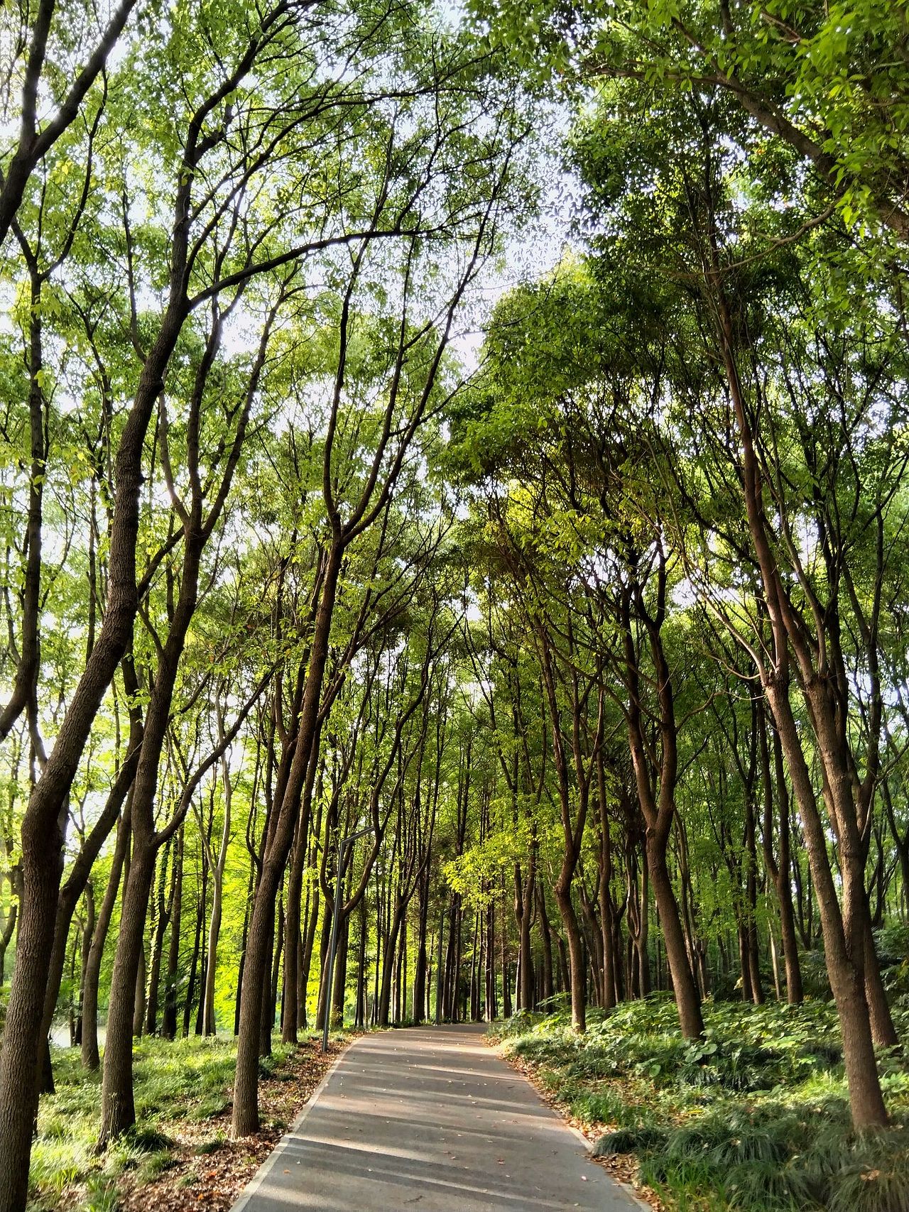 宝山.丰翔智秀公园