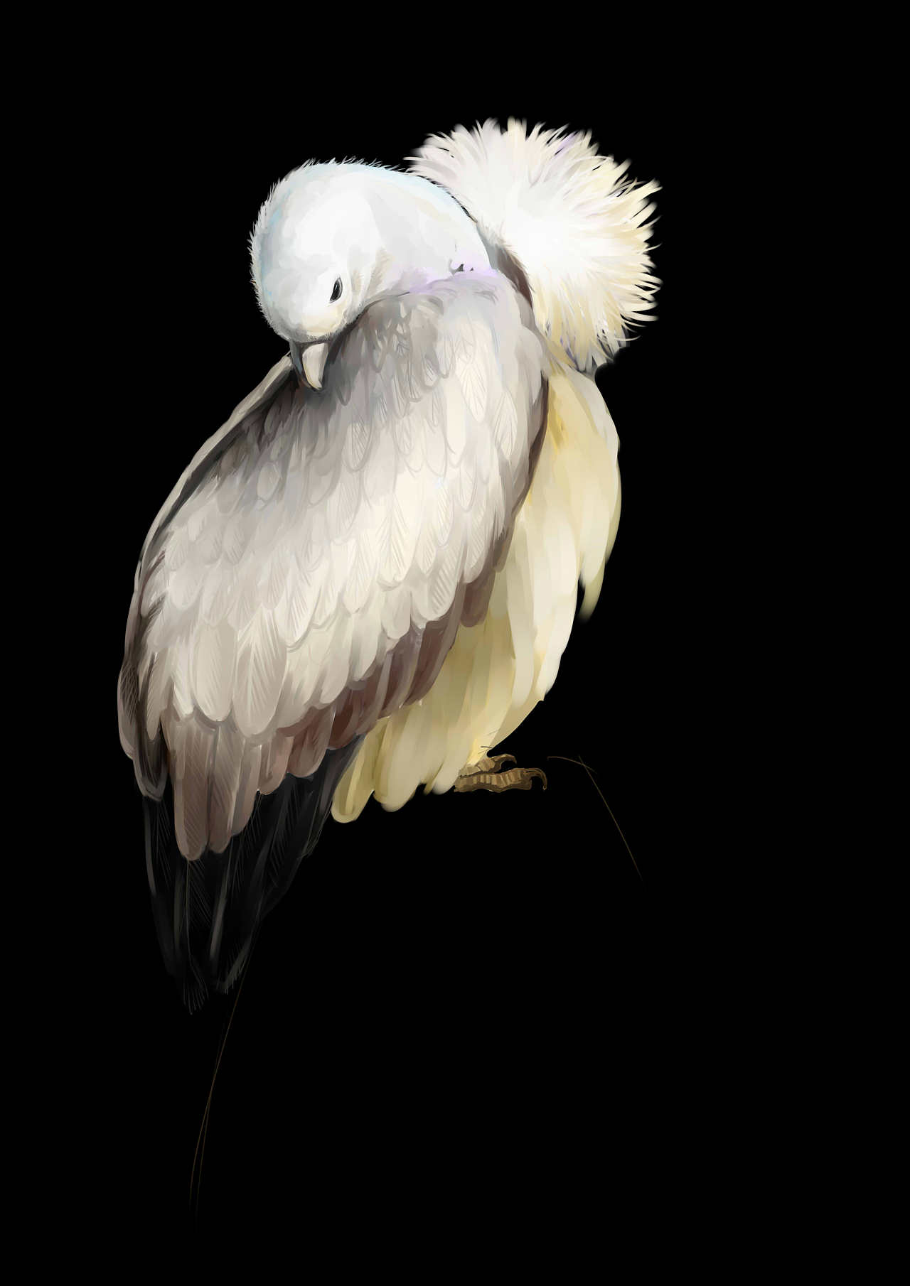 秃鹫|插画|创作习作|252941386@qq.com - 原创作品 - 站酷 (zcool)