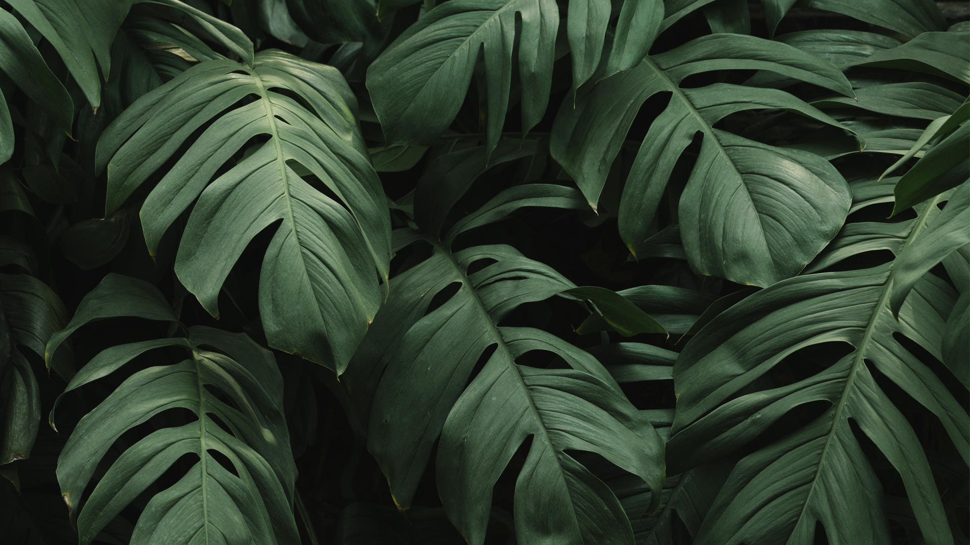 BlancheWang的个人主页（封面预览） - 主页封面设置 - 站酷设计师BlancheWang原创素材 - 站酷ZCOOL