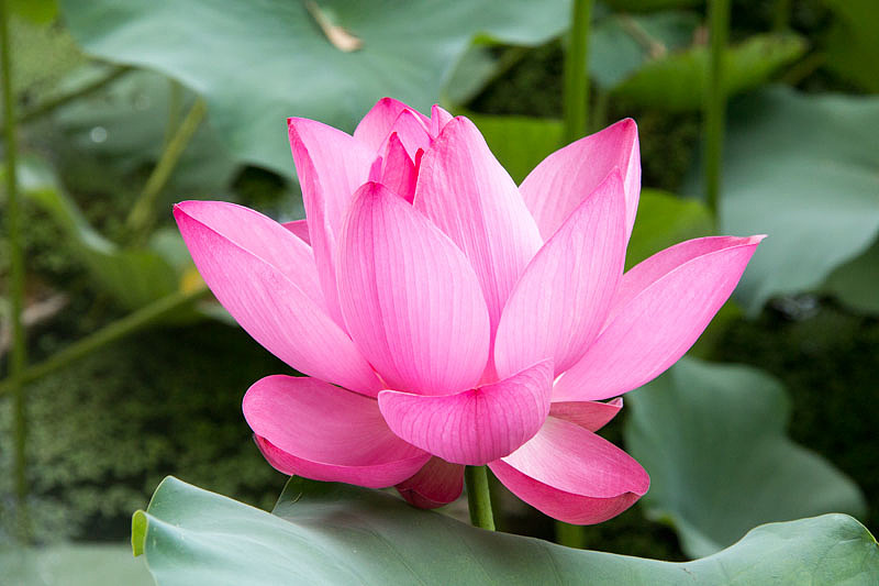 荷花——古猗园