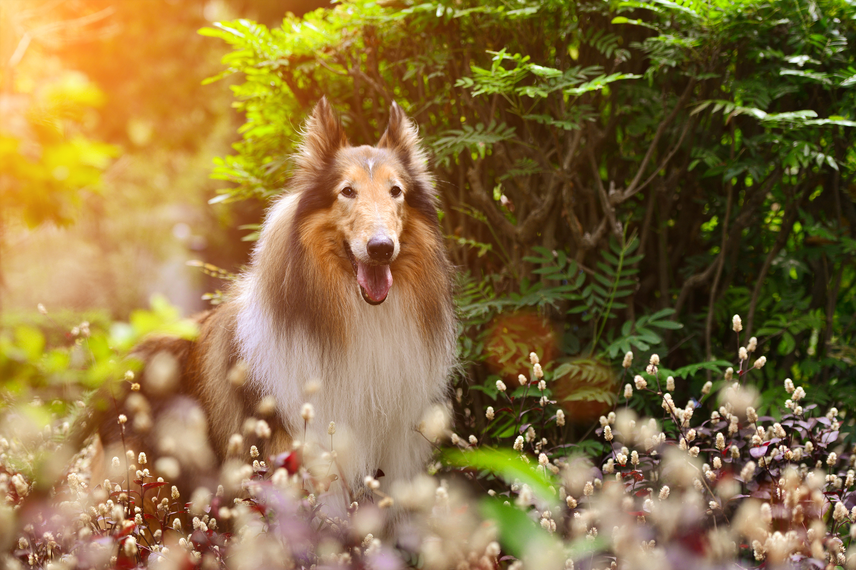 深圳宠物摄影写真珀珀宠影之苏格兰牧羊犬