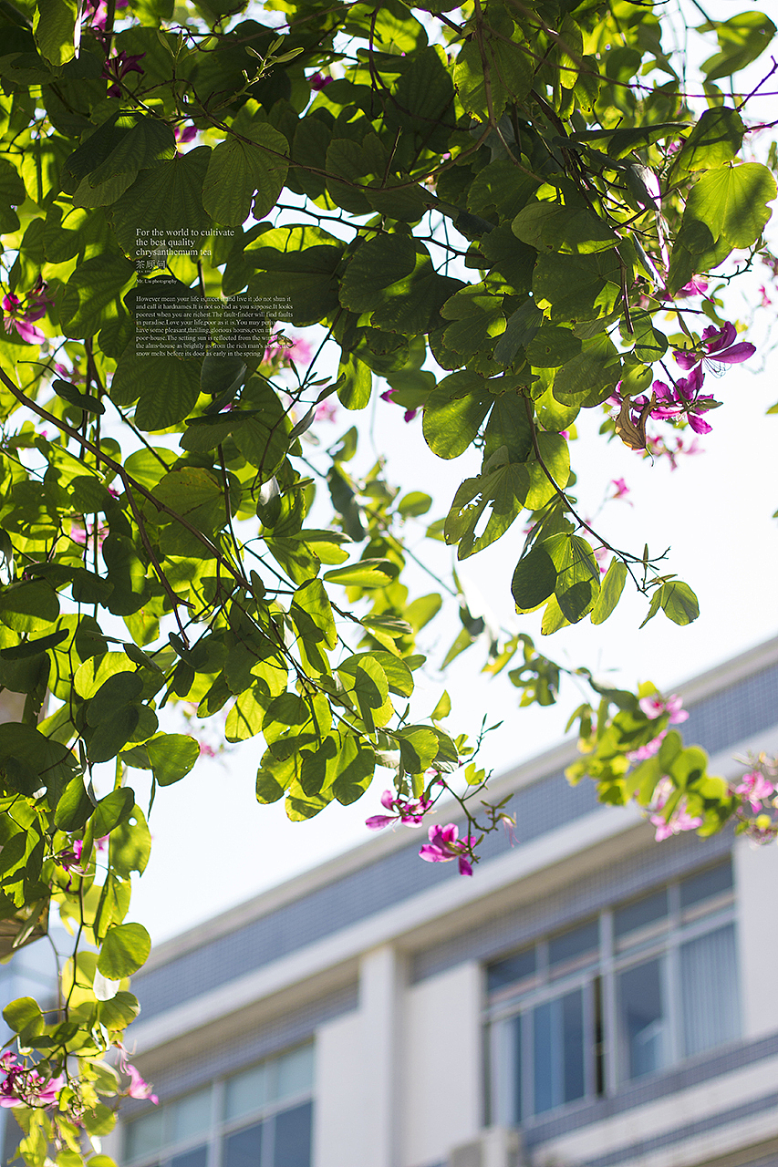 广州的冬天-时运与涅槃