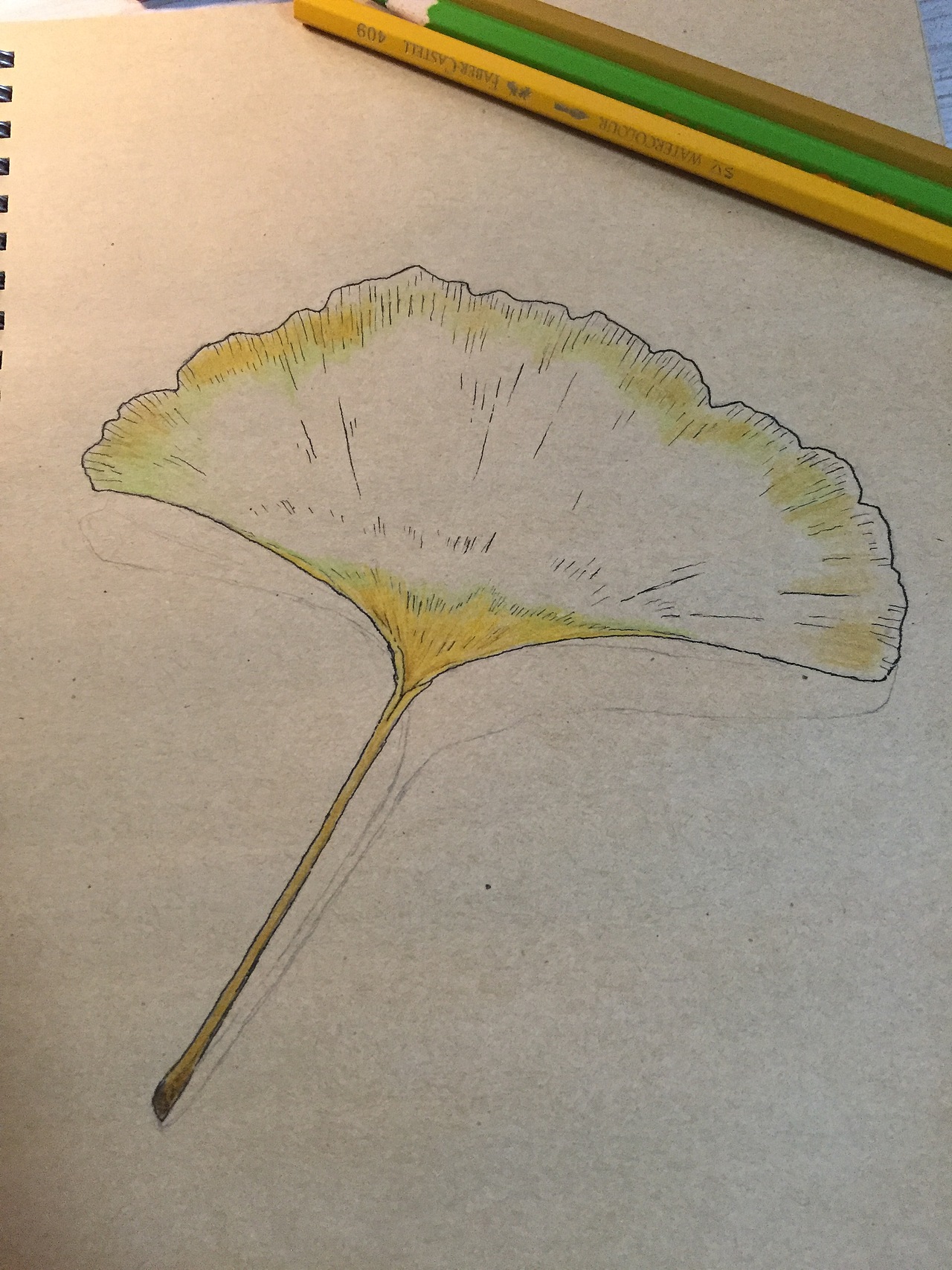 彩铅画银杏叶