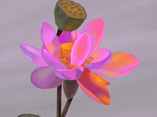 莲花