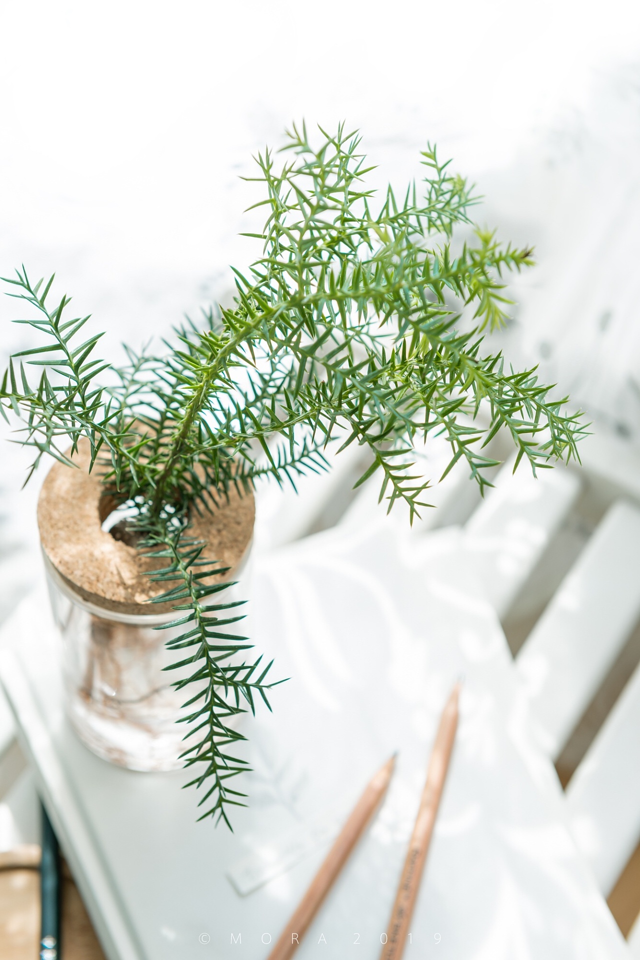 绿植拍摄|摄影|静物|mora沐然 - 原创作品 - 站酷 (zcool)