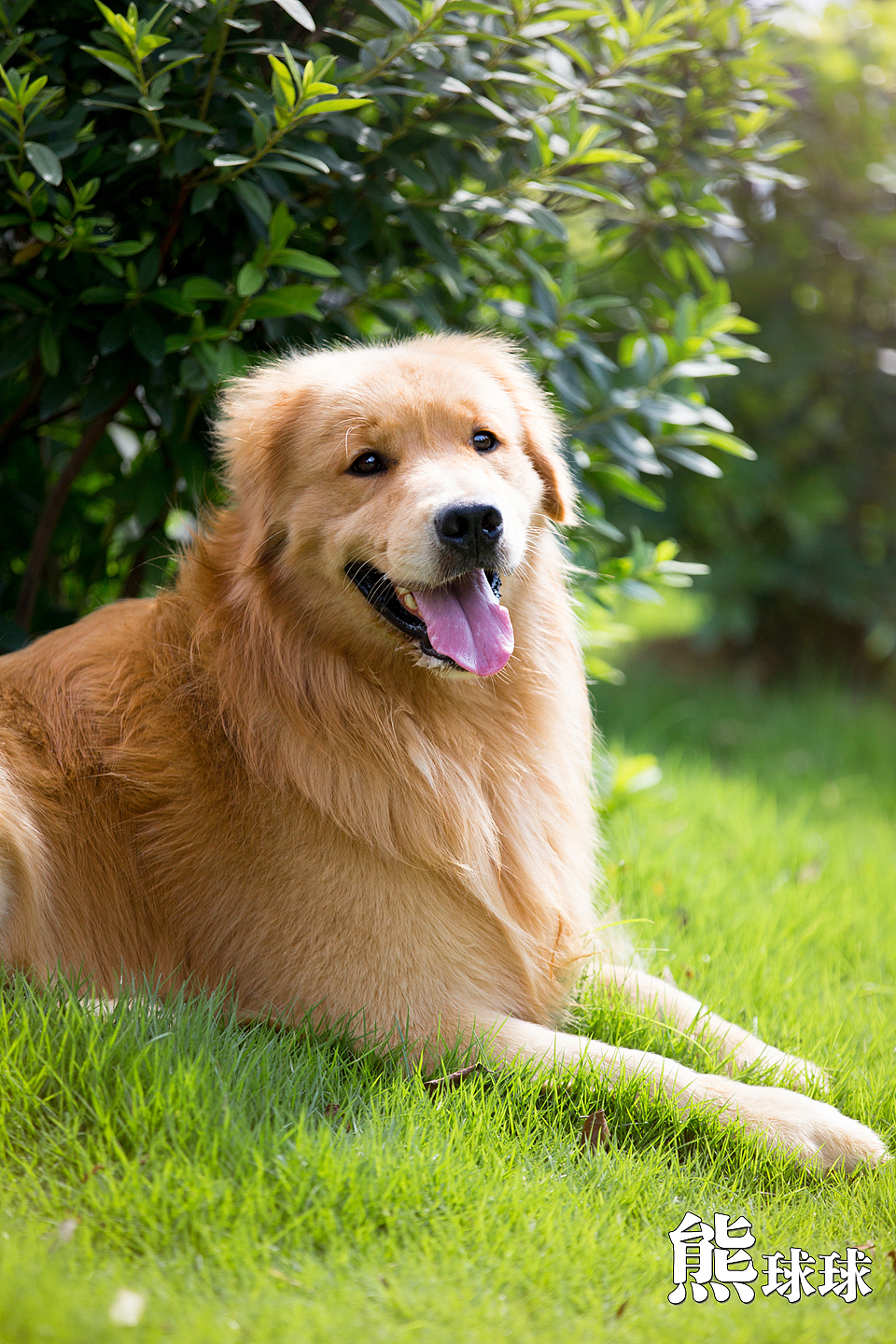 美丽温顺的暖男大金毛写真