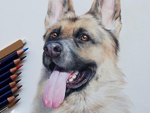 《沈石溪动物故事》彩铅插图《第七条猎犬》