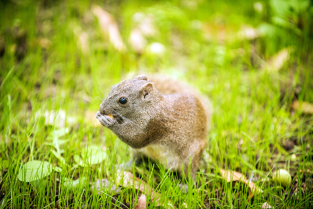 Squirrel（圖ZMzQ4OTQ1NTY=） - 寵物攝影 - 站酷設(shè)計(jì)師克里空原創(chuàng)素材 - 站酷ZCOOL