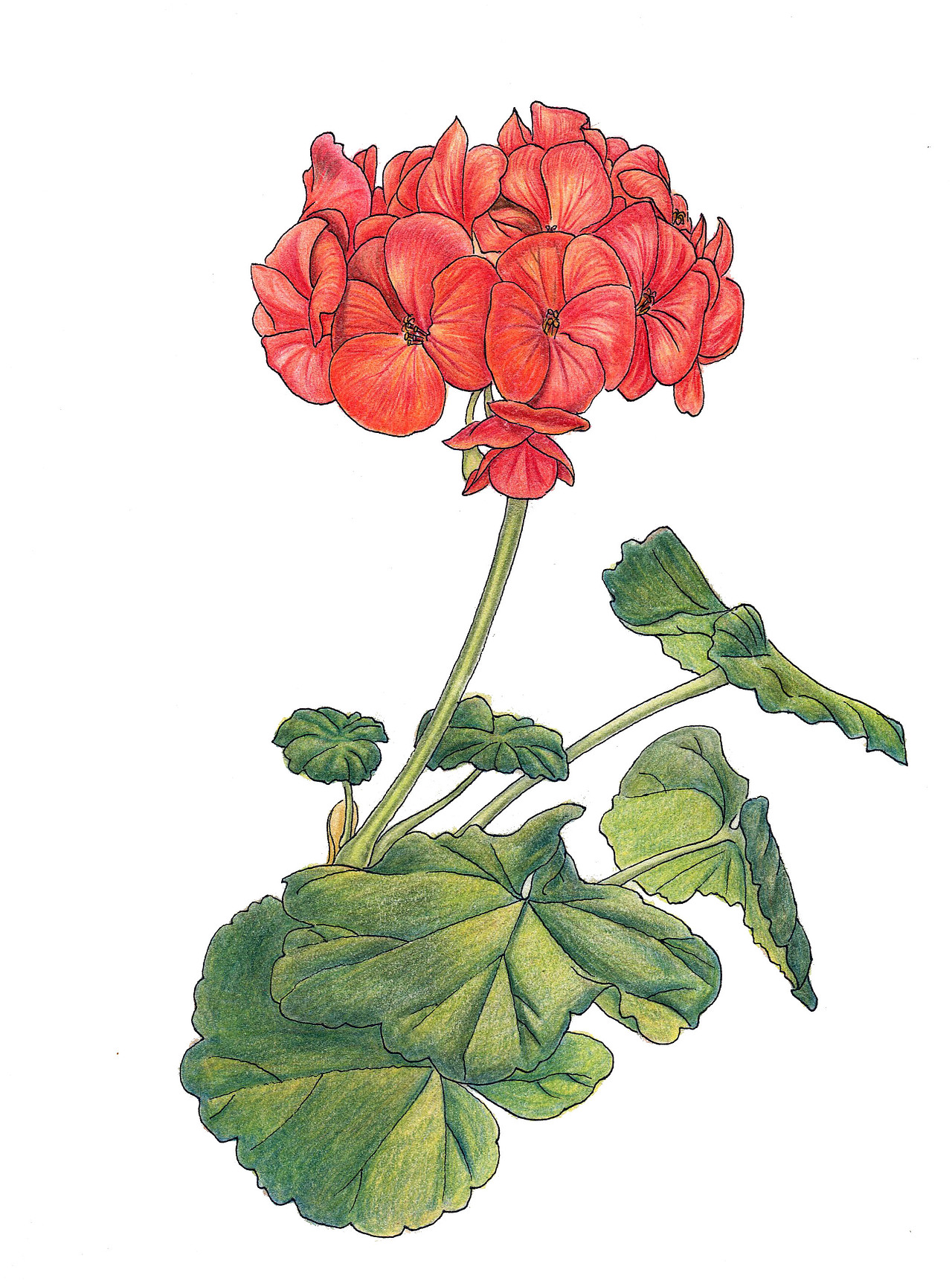 这秋海棠本地人,养着养着就拔掉了.