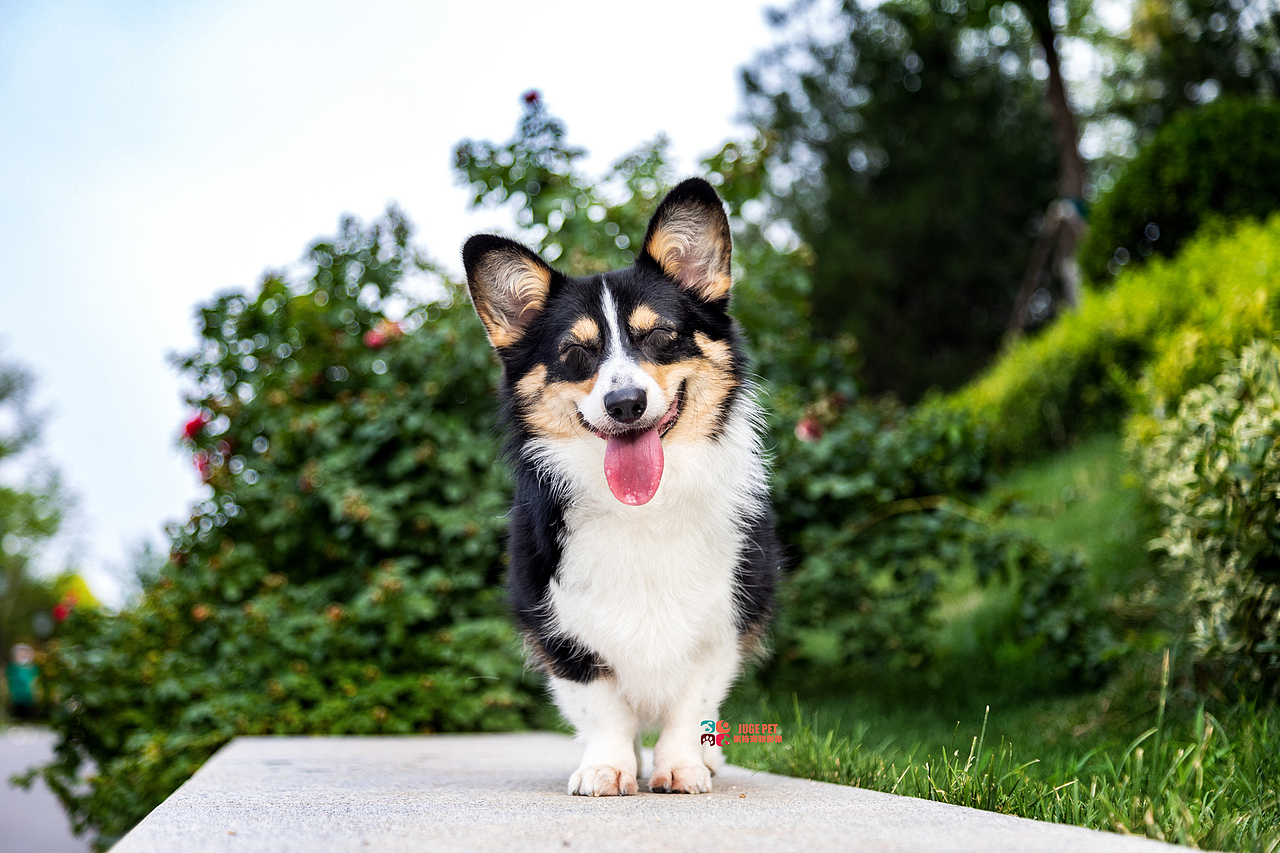 宠物摄影|柯基犬全套欣赏（图ZMzA4MTg2MTcy） - 宠物摄影 - 站酷设计师聚格宠物原创素材 - 站酷ZCOOL