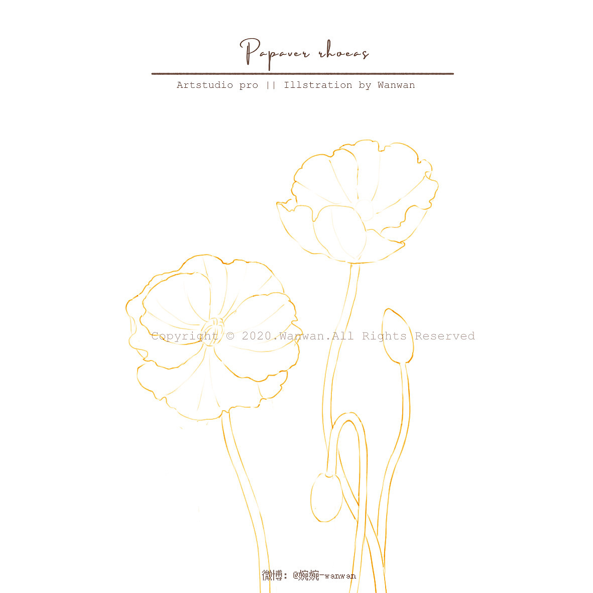 iPad 水彩插画-虞美人