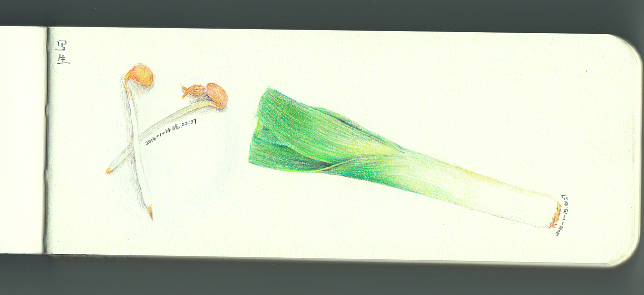 蔬菜（图ZMTUxNjI5MDQ=） - 绘画 - 站酷设计师lucinda_N原创素材 - 站酷ZCOOL