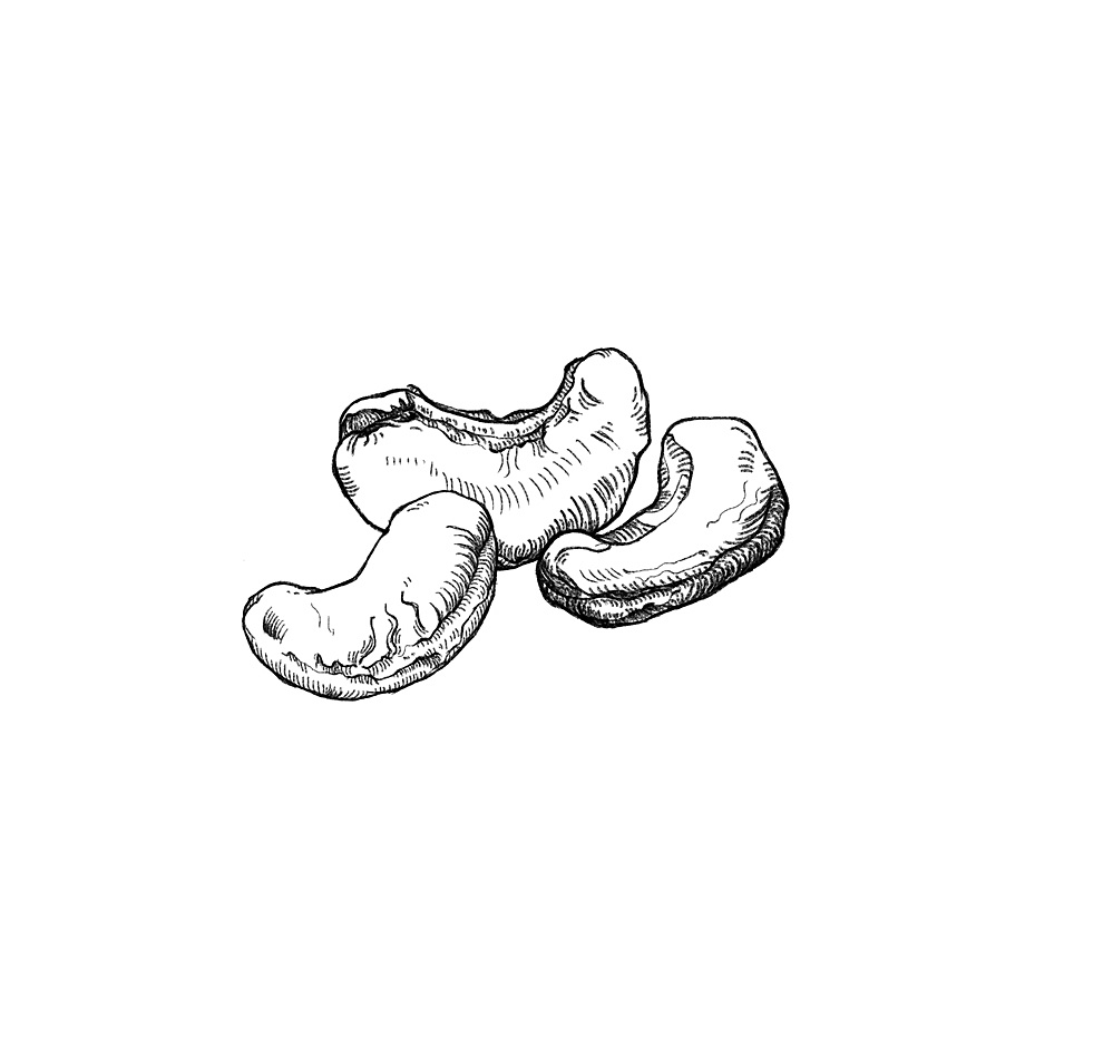 久健-- 坚果素描系列