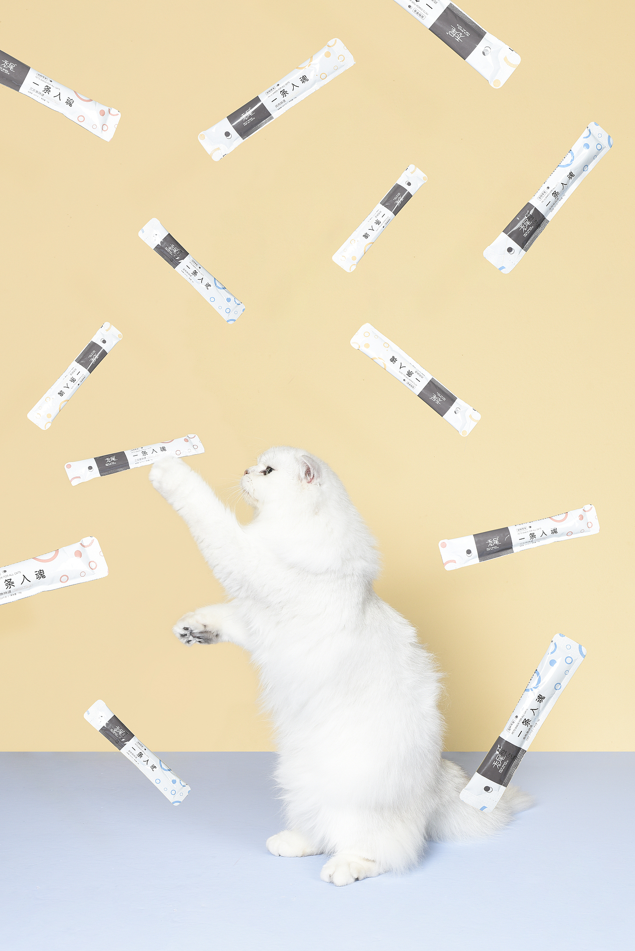 无尾猫条（图ZMjY0Mzc3MDky） - 宠物摄影 - 站酷设计师独立摄影原创素材 - 站酷ZCOOL