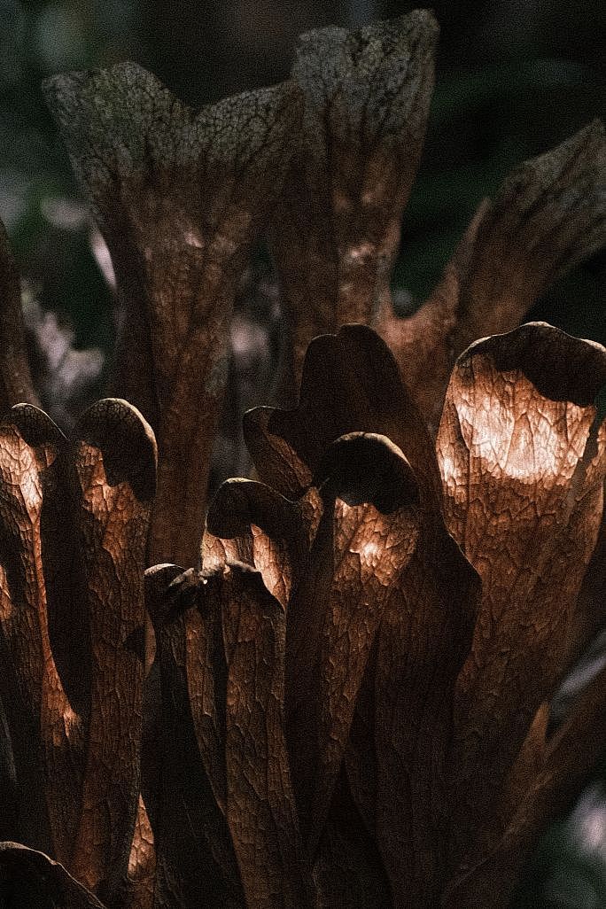 绿ヾ(•ω•`。)