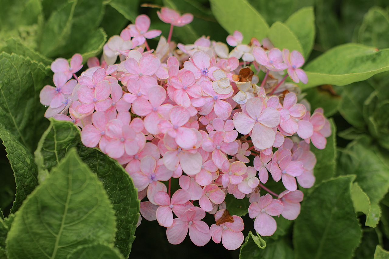 桃乐丝の草莓派