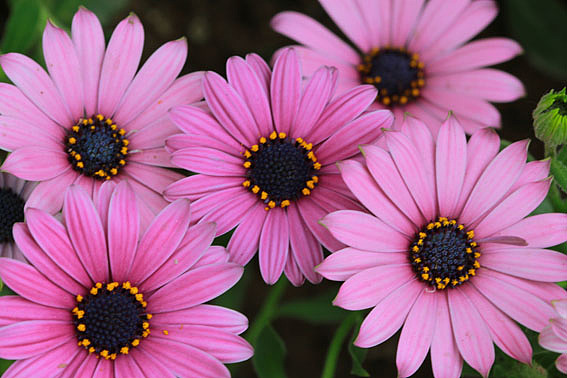 【摄影】那些它－猫－蝶－花（图ZNTkwNDYxMg==） - 风光摄影 - 站酷设计师naza原创素材 - 站酷ZCOOL