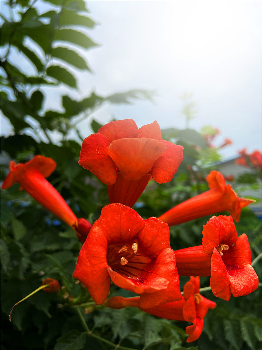 刘勇良手机纪实摄影:凌霄花开红艳艳