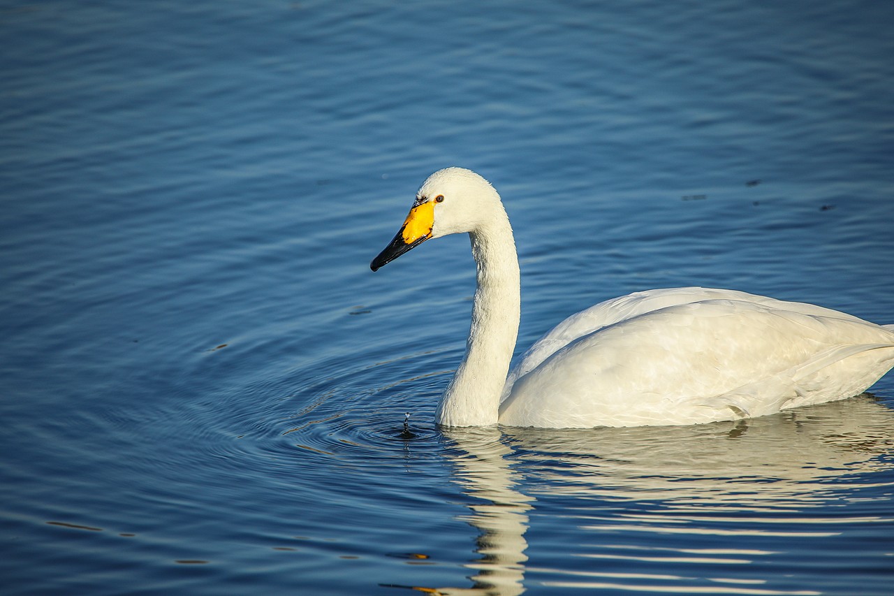 野生保护动物丨大天鹅（图ZMjM5Mjc2MjE2） - 宠物摄影 - 站酷设计师伟世李原创素材 - 站酷ZCOOL