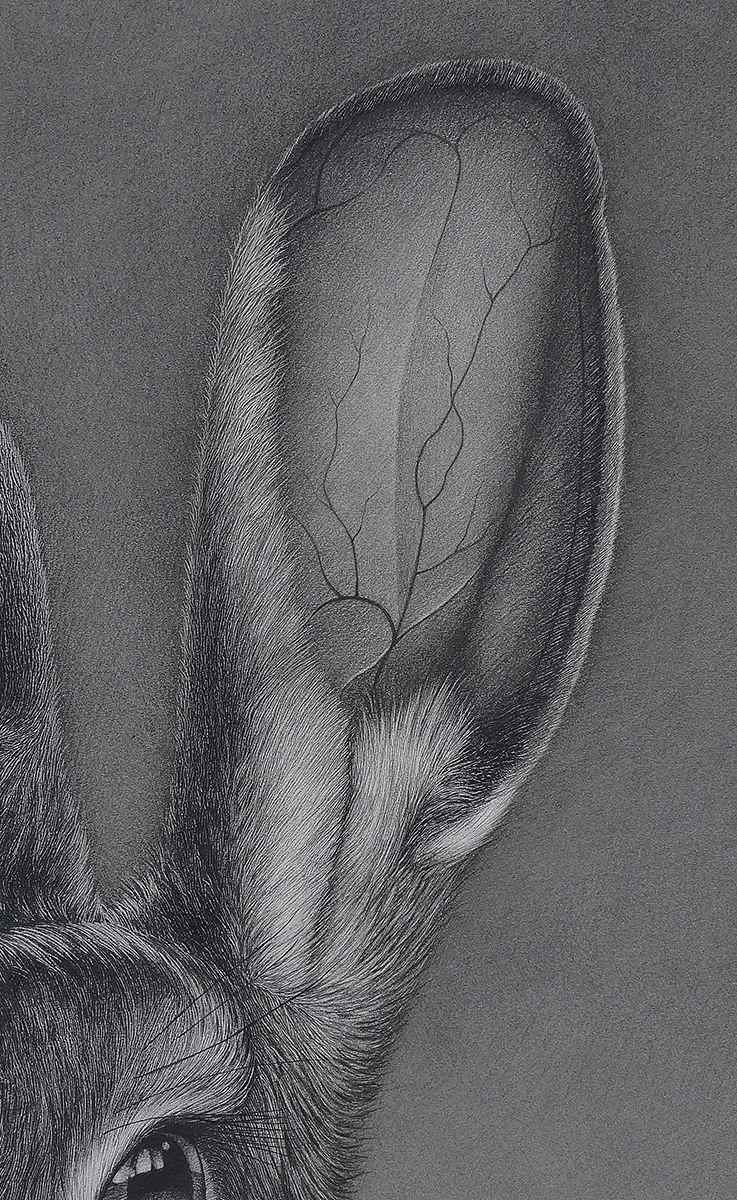 大灰兔（图ZMTg5MzcyNjQ4） - 绘画 - 站酷设计师finciel2014原创素材 - 站酷ZCOOL