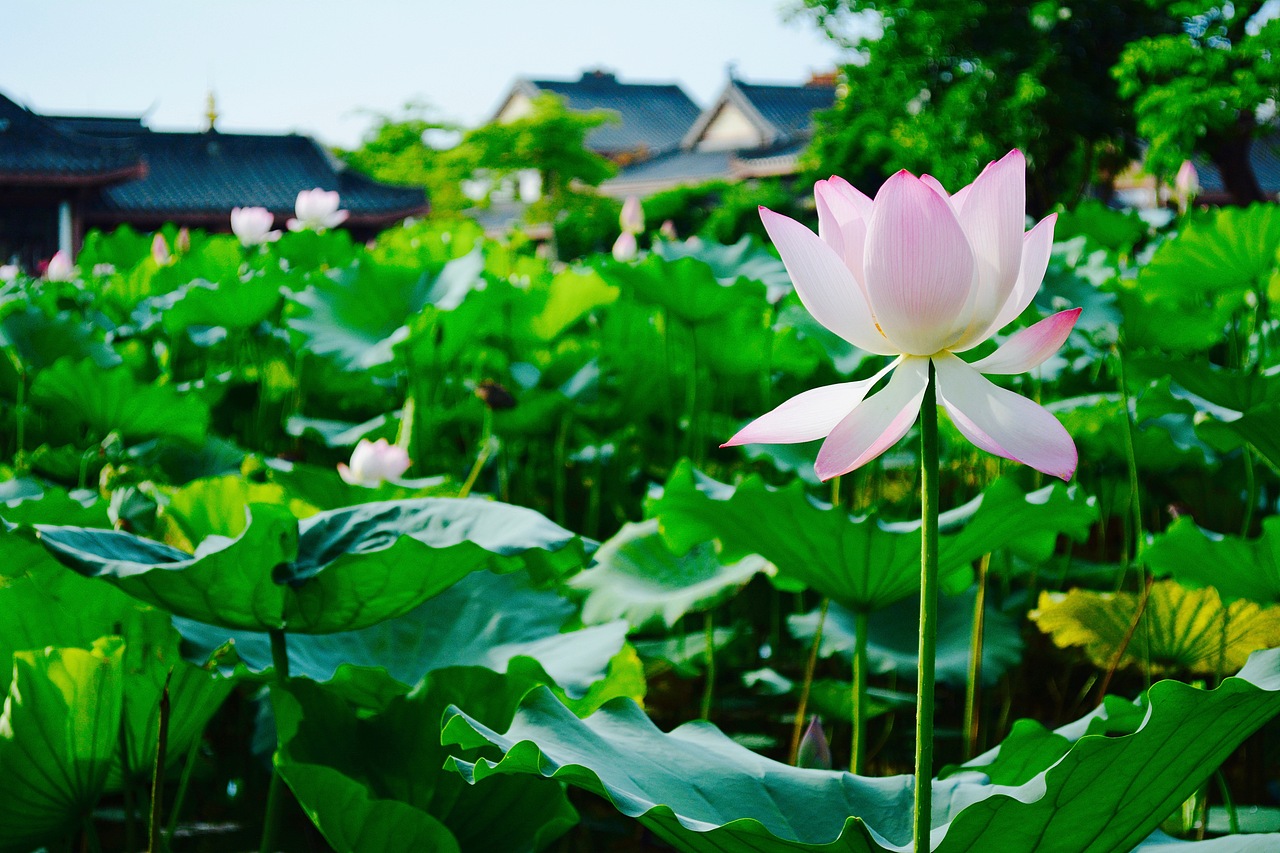 擎雨盖惠州西湖丰渚园荷花池