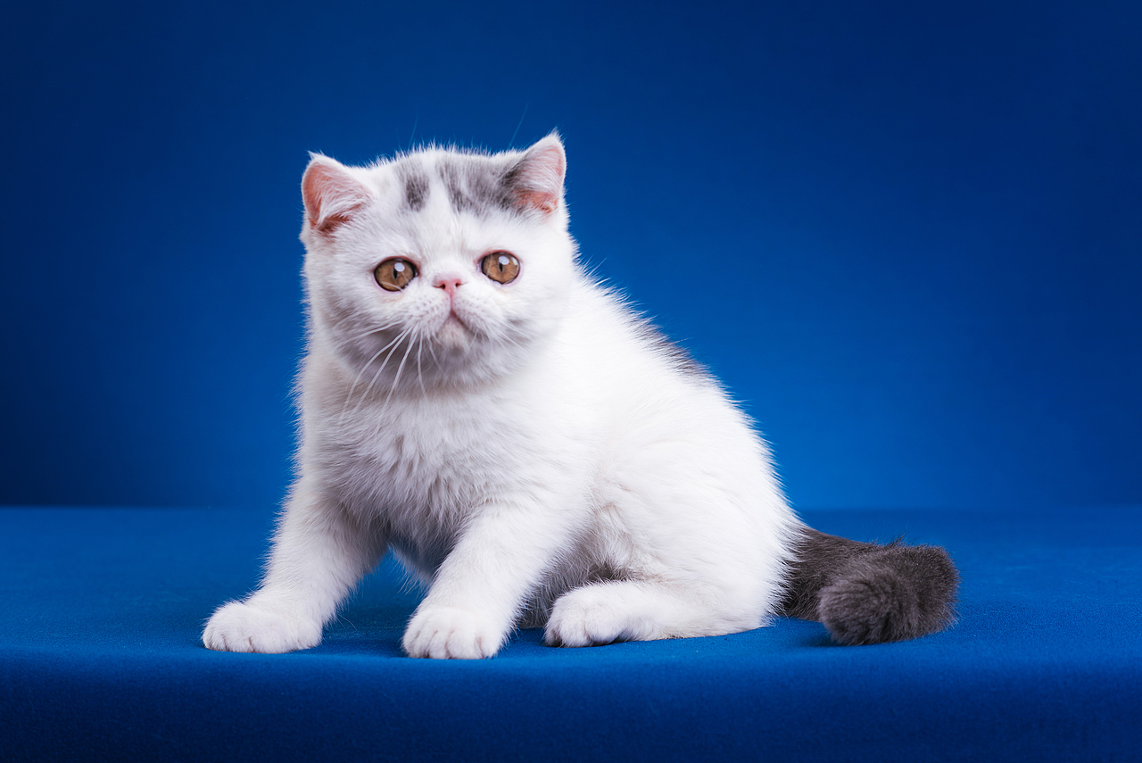 异国短毛猫柿饼儿和他的孩子们（图ZMTUyNTQ2MzM2） - 宠物摄影 - 站酷设计师克查原创素材 - 站酷ZCOOL