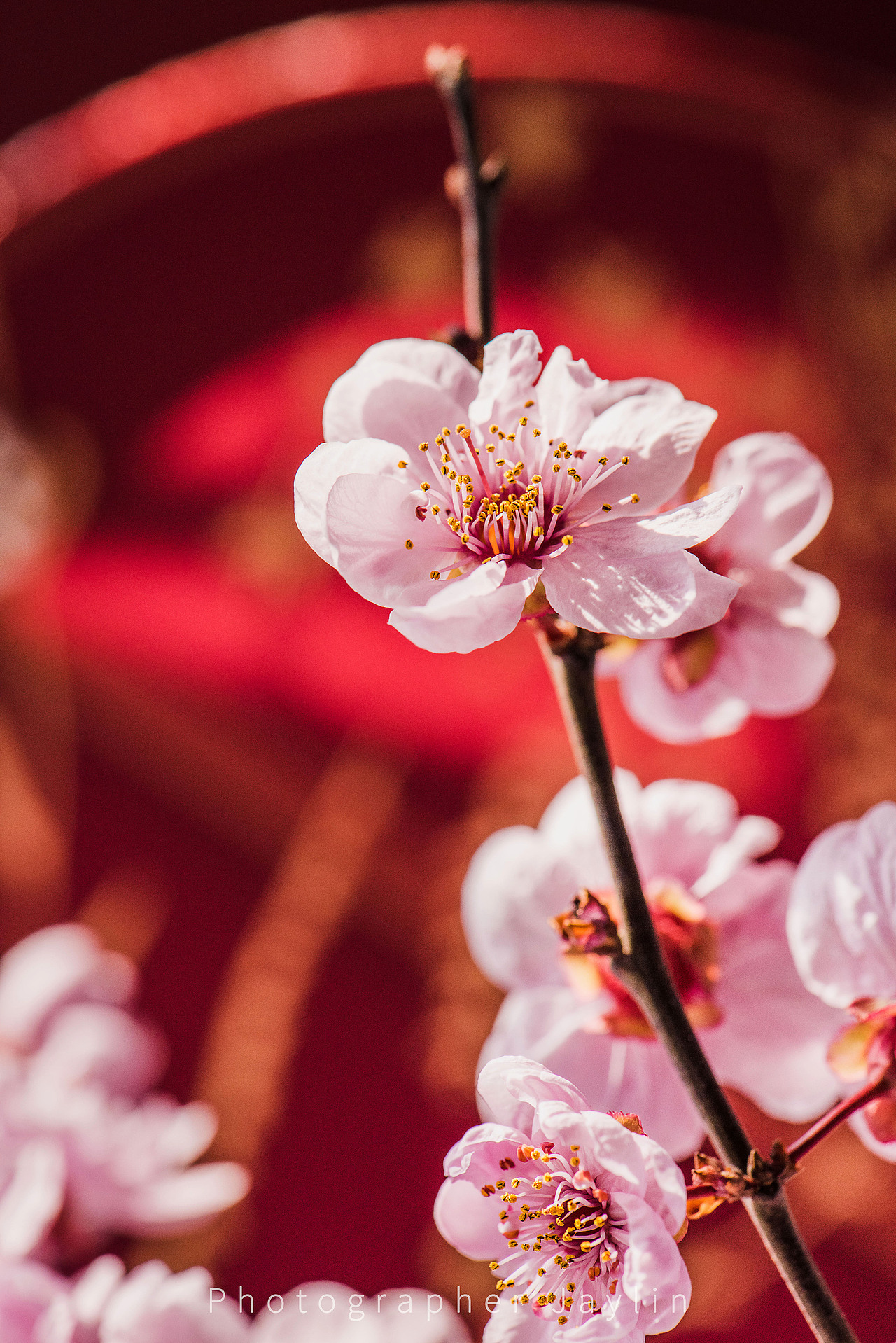 Jaylin｜十日櫻花（圖ZMjQ2NDkyMjAw） - 風光攝影 - 站酷設(shè)計師阿宅Jaylin原創(chuàng)素材 - 站酷ZCOOL