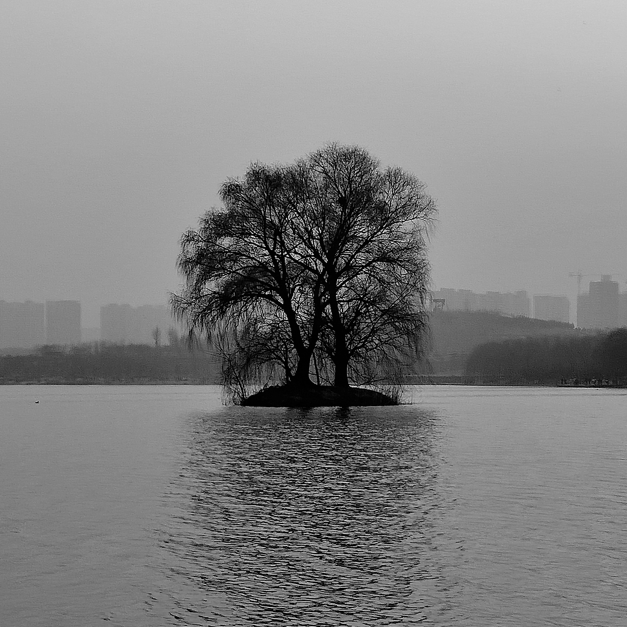 有生命的 无生命的