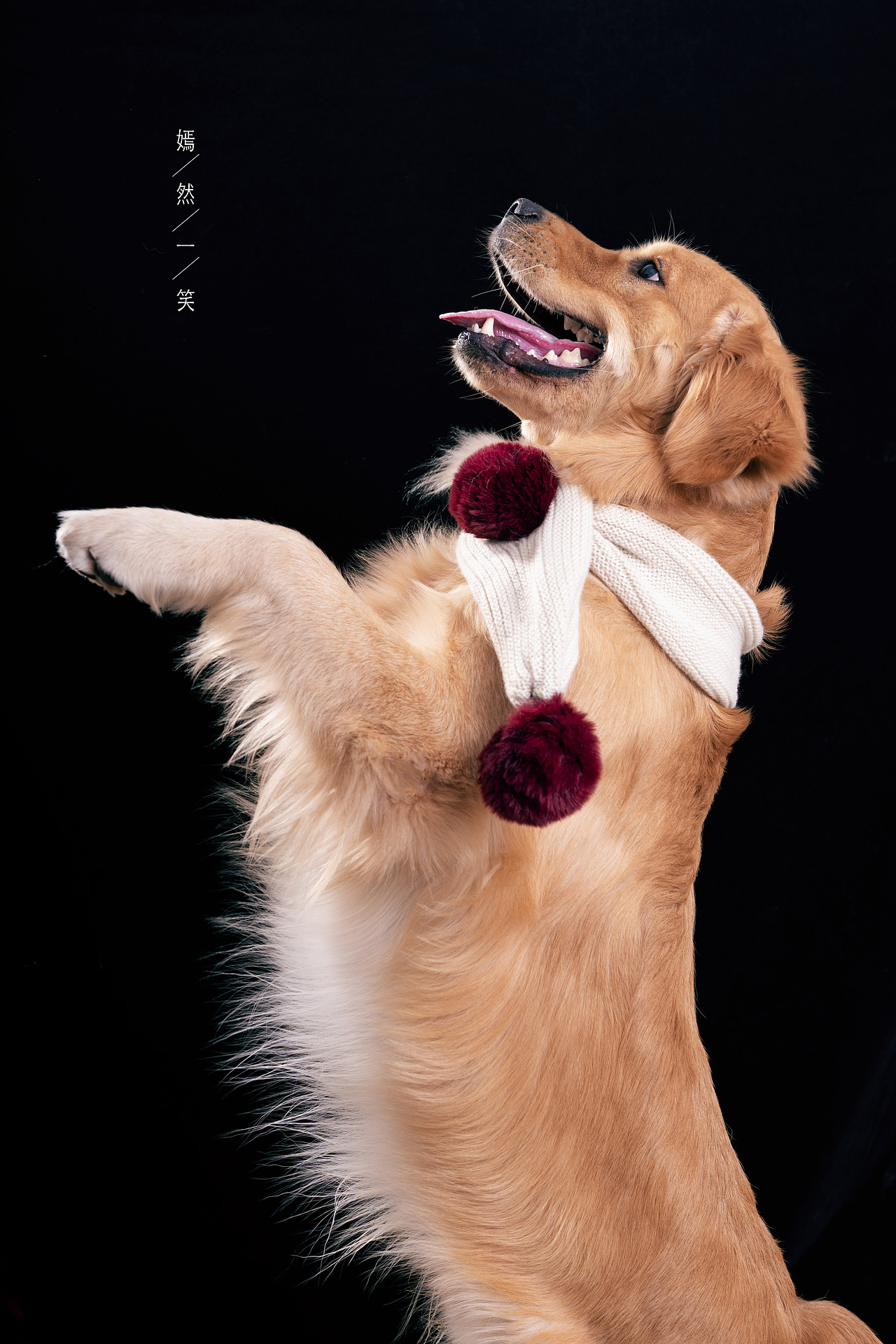 金毛棚拍，宠物摄影（图ZMTk4MjgzNjgw） - 宠物摄影 - 站酷设计师Eajuins原创素材 - 站酷ZCOOL