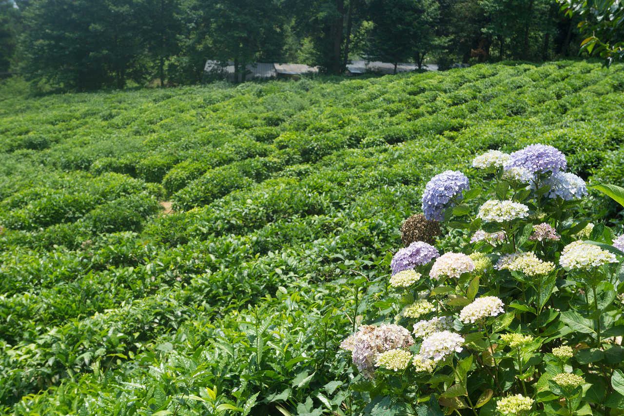 瞎幾把拍（圖ZODEzNDUxNDQ=） - 風光攝影 - 站酷設(shè)計師失靈原創(chuàng)素材 - 站酷ZCOOL