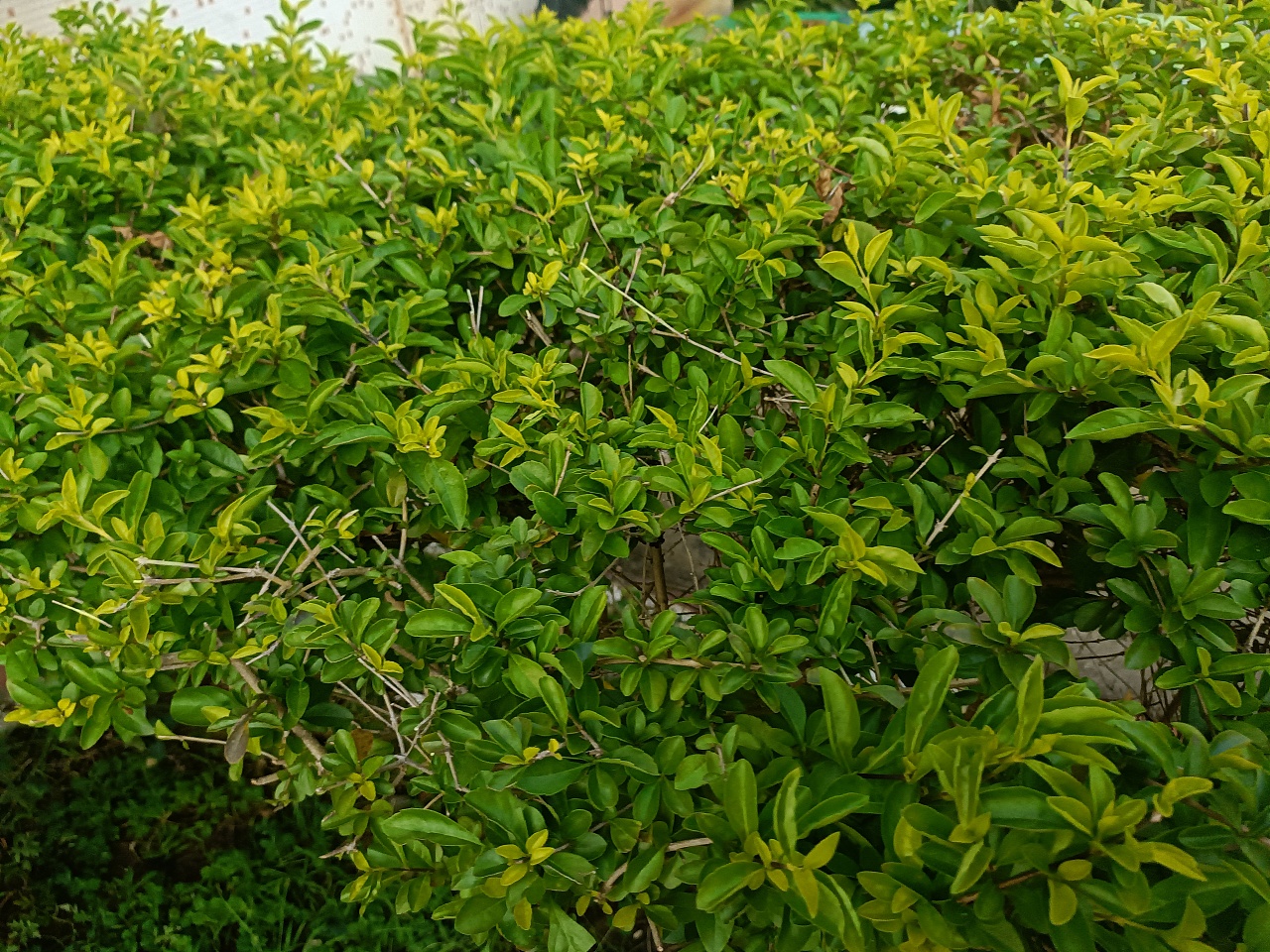 《心泛起了涟漪》